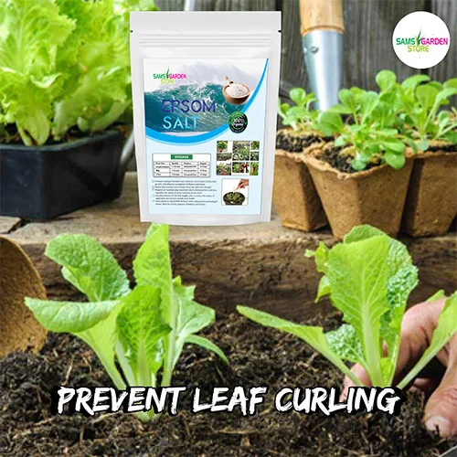 Superior vegetable seeds online