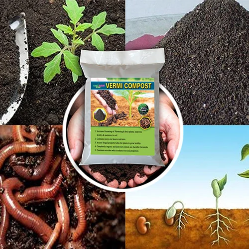 Local seeds online