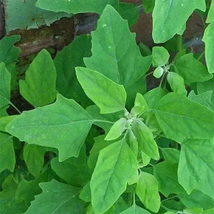 Vegetable seeds for purchase
