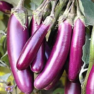 Gardening tools
