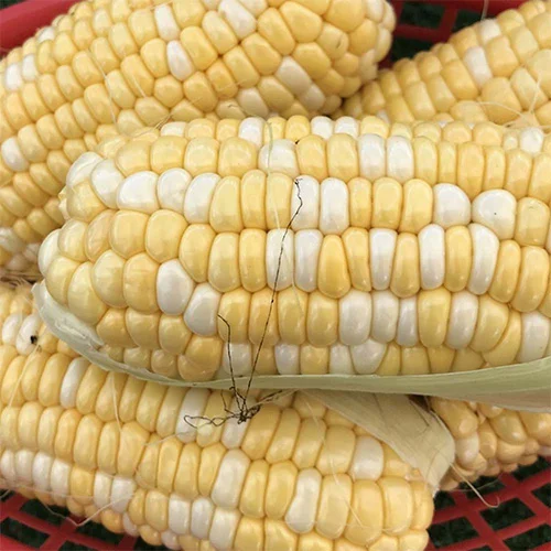 Purchase organic seeds online