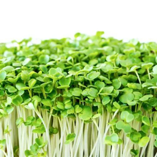 Flower seed packets online