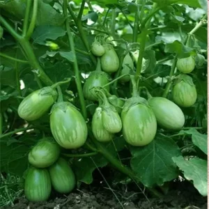 Local farming seeds