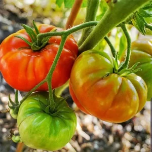 High-quality organic vegetable seeds