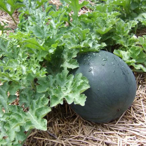 Grow Bags for Plants