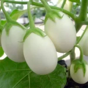 Seeds for vegetables
