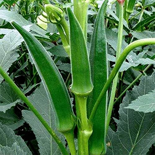 Okra (Benda) Desi Vegetable Seeds