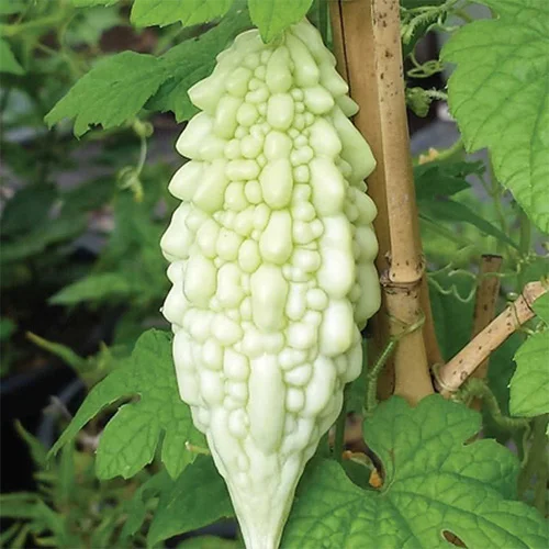 Native seeds online