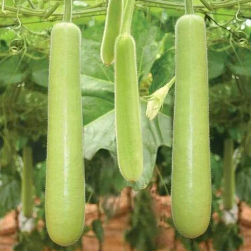 Pruning tools