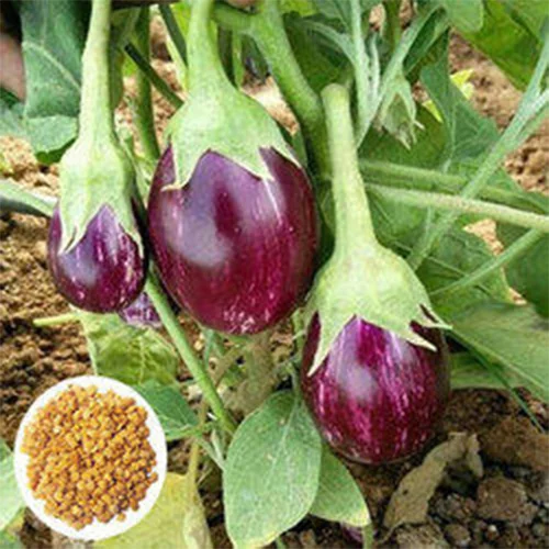 Clean seeds