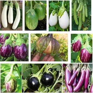 Edible plants
