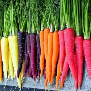 Garden starters