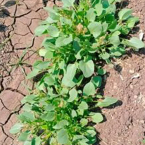 Native agricultural seeds