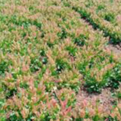 Traditional crop seeds
