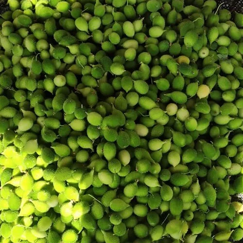 Reliable organic vegetable seed suppliers