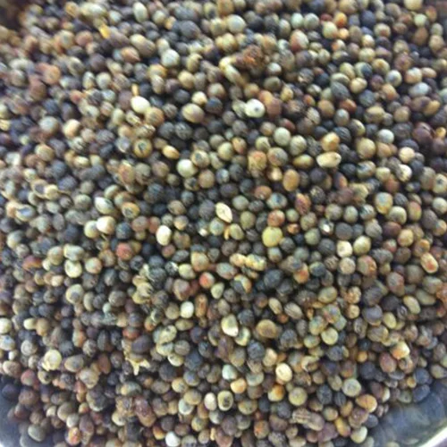 Organic garden seeds