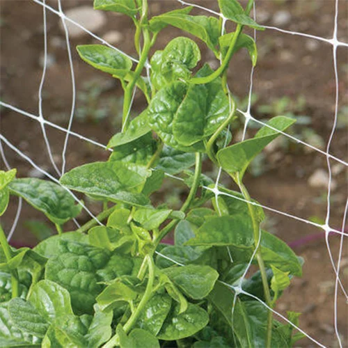 Natural soil fertilizer for vegetables