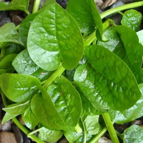 Vegetable crop fertilizer