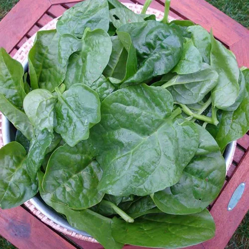 Organic soil nutrients for veggies