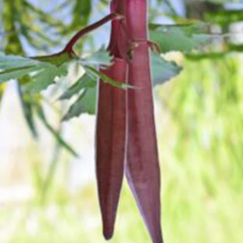 Purchase plant seeds online