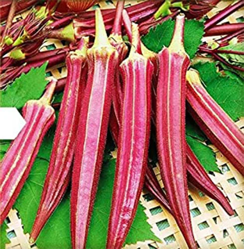 Buy plant seeds online