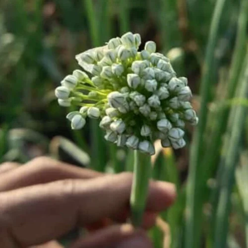 Top-tier vegetable seed providers online
