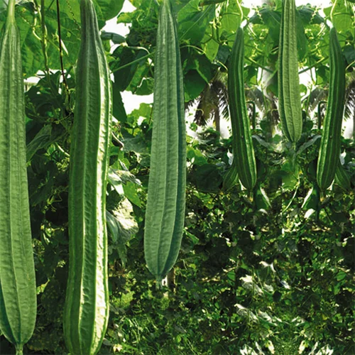 Organic seed varieties online