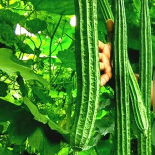 Organic open-pollinated vegetable seeds online