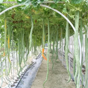 Sam's garden projects