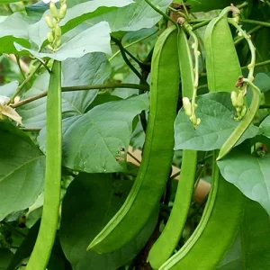 Ayurvedic plant seeds India