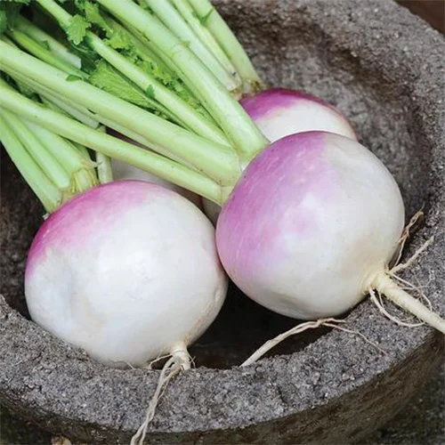 Regional desi seeds