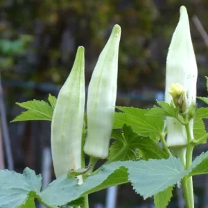 best vegetable seeds in india