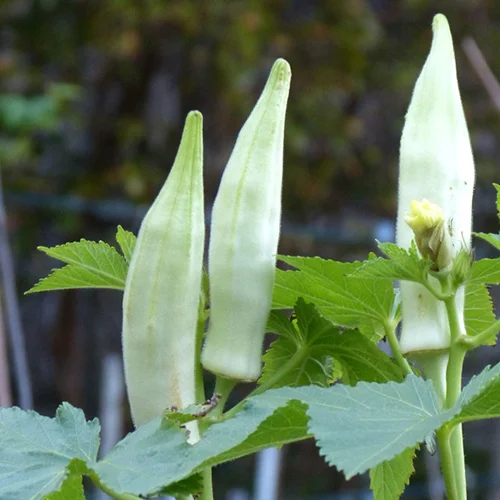 best vegetable seeds in india