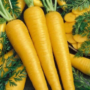 Yellow Carrot (Desi Seeds)