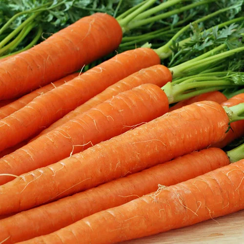 Organic vegetable seeds for sale