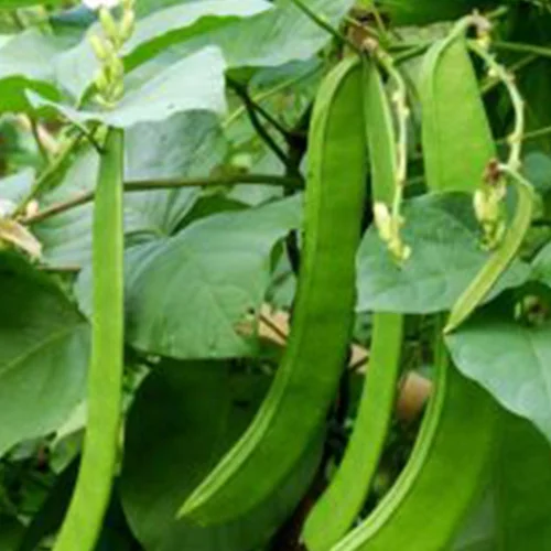 Sustainable agriculture seeds India