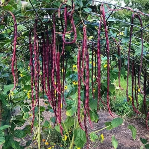 flower seeds online