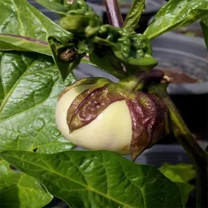 Top-tier vegetable seeds online