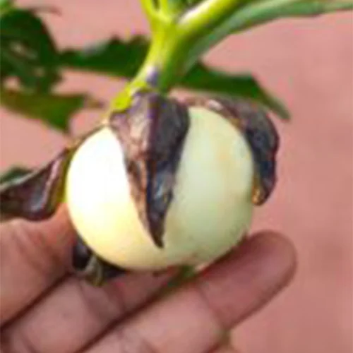 Preferred vegetable seeds online