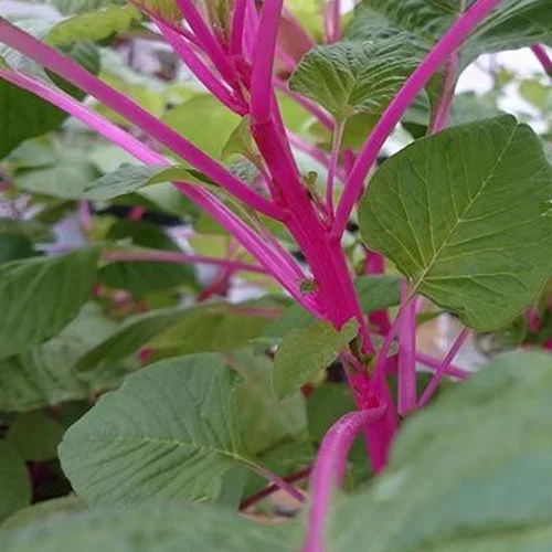 Sustainable organic vegetable seeds online