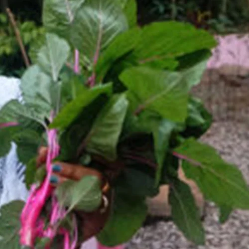 Eco-friendly organic vegetable seeds online