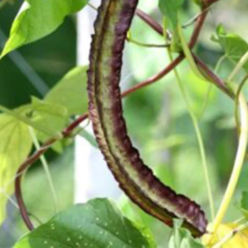 store garden
