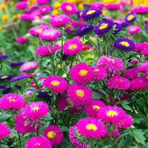 Farm seeds for sale