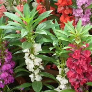 Garden seeds for sale