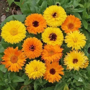 Non-GMO vegetable seeds for sale