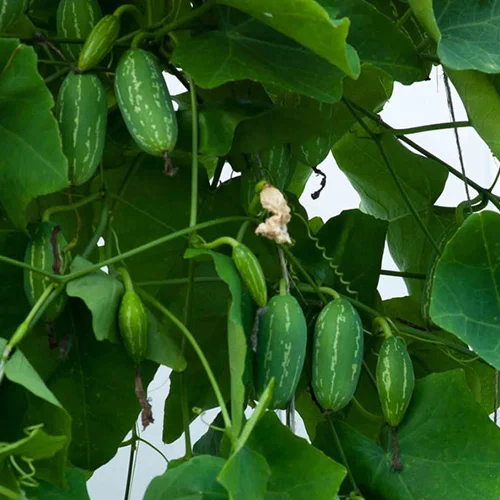 Vegetable seeds online offers Hyderabad