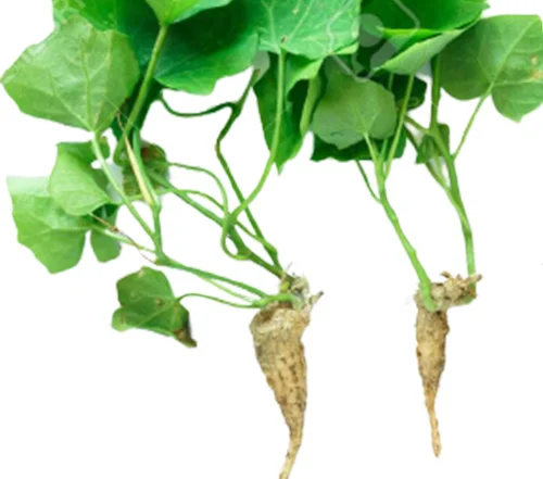 Vegetable seeds online purchase Hyderabad