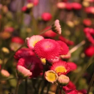 Heritage seeds online