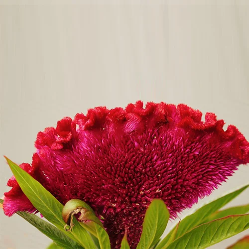 Discount vegetable seeds