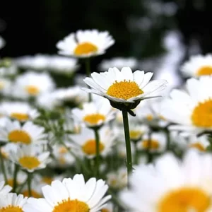 Order vegetable seeds